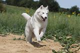 SIBERIAN HUSKY 088